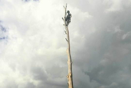 Hazardous Tree Removal in Wallan