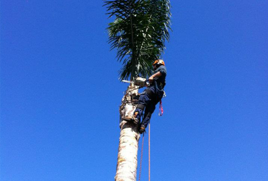 Palm Tree Pruning in Wallan