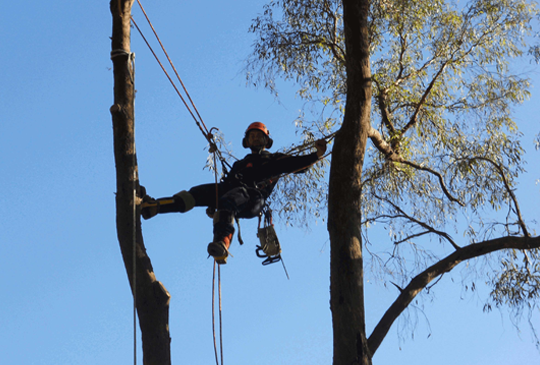 Tree Removals and Trimming in Wallan