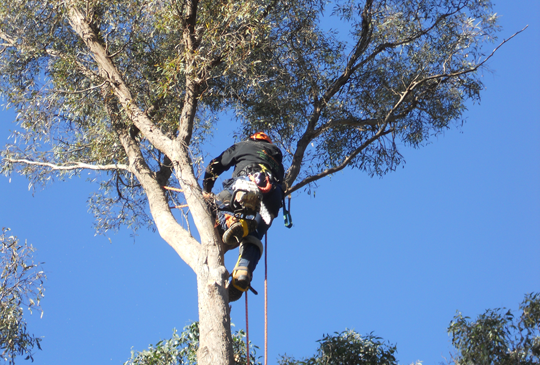 Tree Trimming in Wallan